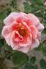 Wilfred Pickles rose photo