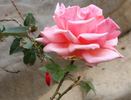 Wilfred Pickles rose photo