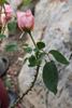 Wilfred Pickles rose photo