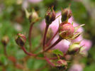 SV-2011-TBxUKN-A rose photo