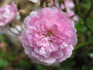 SV-2011-TBxUKN-A rose photo