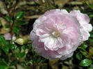 SV-2011-TBxUKN-A rose photo