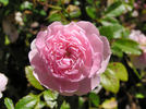 SV-2011-TBxUKN-A rose photo