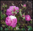 Fifty Shades of Pink rose photo