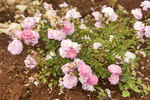 Fifty Shades of Pink rose photo