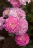 Fifty Shades of Pink rose photo