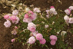 Fifty Shades of Pink rose photo
