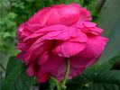 Angelyna rose photo