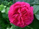 Angelyna rose photo