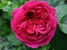Angelyna rose photo