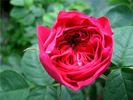 Angelyna rose photo