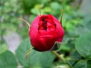 Angelyna rose photo