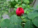 Angelyna rose photo