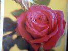Profumo Romano rose photo