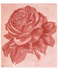 Florent Pauwels rose photo