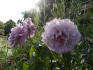 Ametista ® rose photo