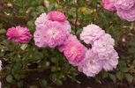 Fifty Shades of Pink rose photo
