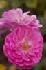 Fifty Shades of Pink rose photo