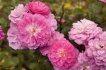 Fifty Shades of Pink rose photo
