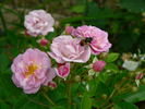 Rosendorf Steinfurth'04 rose photo