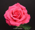 Big Time rose photo
