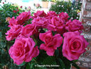 Big Time rose photo