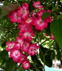The Bishop's Rambler rose photo