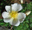 <i>Rosa compactilla</i> rose photo