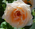 Palacky rose photo