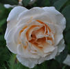 Palacky rose photo