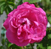 Madame Alice Dureau rose photo