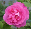 Madame Alice Dureau rose photo
