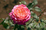 SV-2010-WRxNP rose photo