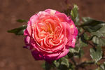 SV-2010-WRxNP rose photo