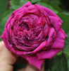 Comte de Paris rose photo