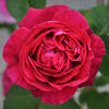 Comte de Paris rose photo