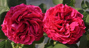 Comte de Paris rose photo