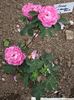 Anne rose photo
