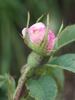 Anne rose photo