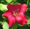 Vesuvius rose photo