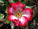 Glamour Girl rose photo