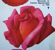 Ricordo di Leone Sgaravatti rose photo