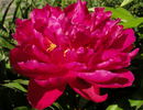 Louis van Houtte peony photo