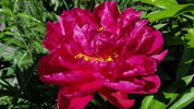 Louis van Houtte peony photo