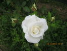 White Bouquet rose photo