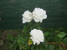 White Bouquet rose photo