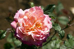SV-2010-WRxNP rose photo