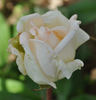 Blumenschmidt's Elfenkönigin rose photo