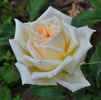 Blumenschmidt's Elfenkönigin rose photo