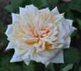 Blumenschmidt's Elfenkönigin rose photo